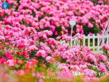 2024年第二届杭州市月季花展举办，赏500万株月季